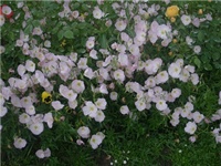 ad801c8d-P1010118 (2).JPG